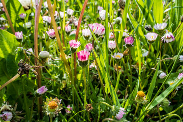 fleurs sauvages au raz du sol un matin de printemps