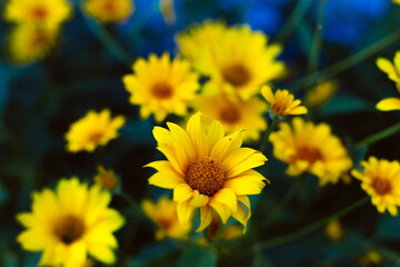 yellow wild flowers similar to daisies