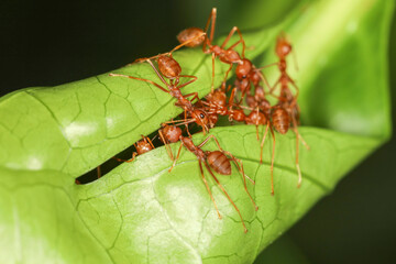 Close up Red ant teams collect leaves to build a nest from the leaves.