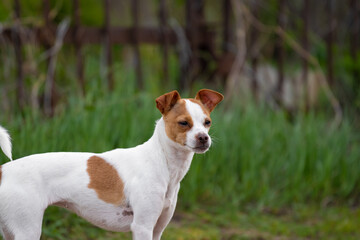 A small native American fox terrier with fawn and red patches stands on the street against the backdrop of washed-out grass and a spring fence outside the city. Small pets and animals.