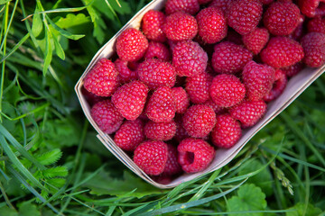 Fresh sweet juicy raspberries in a wooden basket stands close-up on the green grass. Summer, vacation, warm.