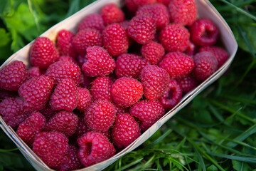 Fresh sweet juicy raspberries in a wooden basket stands close-up on the green grass. Summer, vacation, warm. View from above.