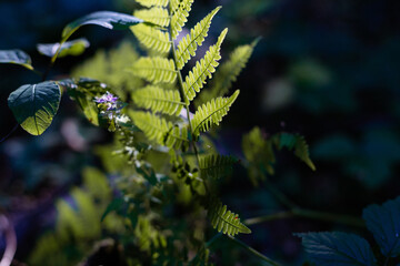 a fern leaf lit by the sun, against a background of other greenery and a small blue flower