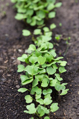 Radish seedlings on bed in garden. Springtime. Gardening concept.