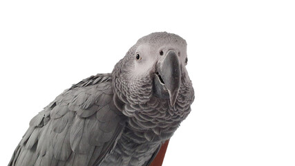 African grey parrot isolated on white background. Animal theme. Bird close up. Bird looking. Friendly smart parrot. Happiness. Congo grey parrot isolated on white.