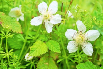 草苺の花のアップ