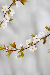 branches with white delicate spring flowers of fruit tree. Cherry flowering. Delicate artistic photo. selective focus.
