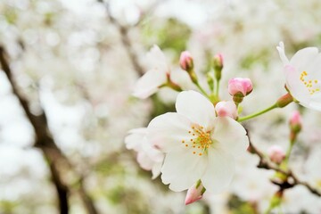 染井吉野の桜の花と蕾のアップ