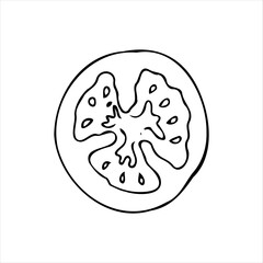 Vector image of tomato slices in doodle style 
