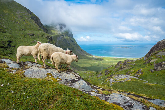 Schafe oberhalb des Uttakleiv Strand, Lofoten, Norwegen