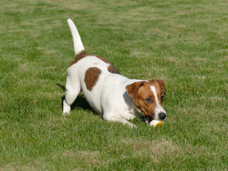 Jack Russell Terrier Close Up.