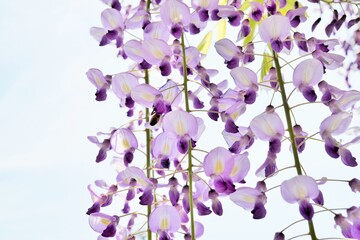 Fototapeta na wymiar 日に透ける紫色の藤の花