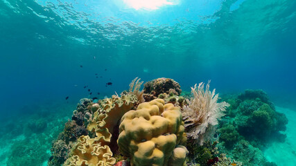 Colourful tropical coral reef. Scene reef. Seascape under water. Philippines.