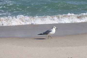 seagull on the beach