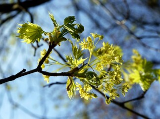 MAPLE TREE WITH YELLOW FLOWERS AND GREEN FOLIAGE AT SPRING