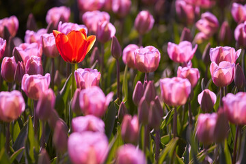Tulips Growing in the Sun. Tulips on a sunny day in the Spring.

