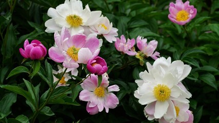 활짝 핀 모란꽃