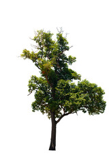 Tree with green leaves on a white background