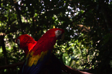 guacamayas rojas en la sombra de los árboles 