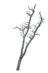 Fototapeta premium Dead tree on the white background