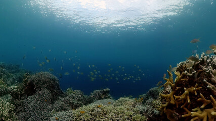 Tropical Underwater Colorful Reef. Tropical underwater sea fish. Philippines.