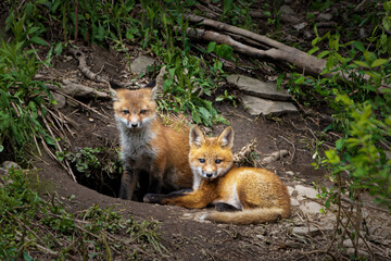 Fox pups outside the entrances of their den on Seward Raod in Windsor in Broome County in Upstate NY.  Red Fox Pups stay close to the safety of their den.  Early morning shot.  