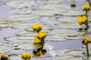 yellow water-lily