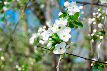Apple tree branch in bloom on a sunny day against the clear blue sky. Spring blossom