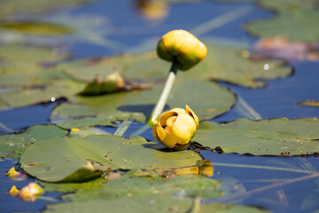 yellow water-lily