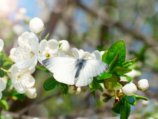 Green-veined white butterfly on blooming apple tree branch on a sunny day