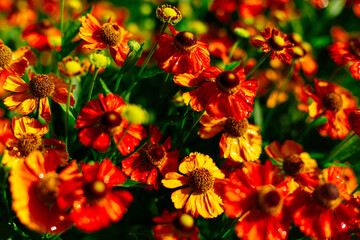 bright flowers of marigolds after rain