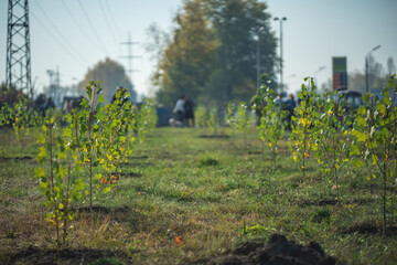 green garden with young fresh planted trees
