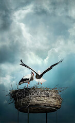 Beautiful storks against dramatic background - 433256033