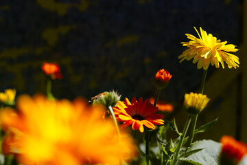 bright yellow and orange marigold flowers on a dark background other greenery