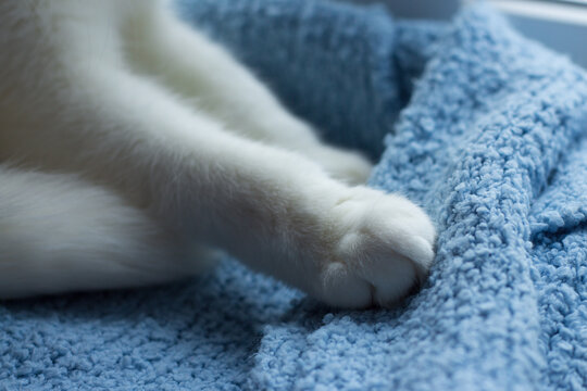 Paw of a white fluffy cat on a blue cashmere sweater close-up. Cozy photo with a cat