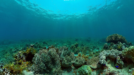 Coral reef underwater with fishes and marine life. Coral reef and tropical fish. Philippines.