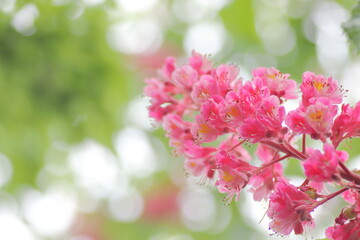 ベニバナトチノキ