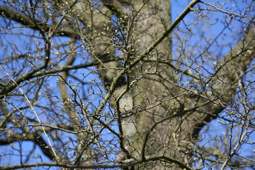 Baum im Winter ohne Blätter und blauer Himmel