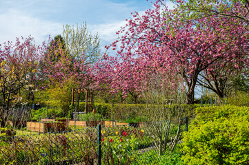 Gartenanlage in Kiel im Frühjahr zur Kirschblütenzeit
