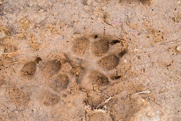 The dog 's footprints on cement floor background. Selective focus.