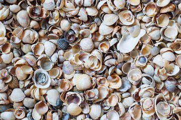 Seashells on ocean sea beach pattern texture, shell tropical background. Seashell exotic background pattern, various mollusk shell above. Summer seashells concept, shells conch, cowrie, clam top view