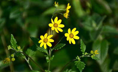 Landscape view of beautiful and vibrant small yellow flowers in a lush green meadow at Kaas plateau, Satara, Maharashtra, India