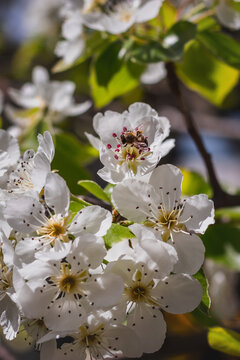 A bee on the branches of a blooming pear tree blooms with beautiful white flowers on a sunny spring day. The bee collects nectar from the white flowers of the pear tree. Vertical image.