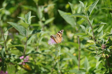 Schmetterling auf kleiner Blüte vor grünem Hintergrund