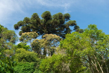 Parque São Lourenço, importante área verde em Curitiba, Paraná, Brasil