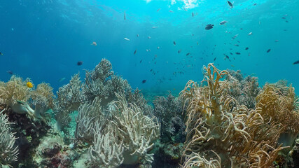 Colourful tropical coral reef. Tropical coral reef. Underwater fishes and corals. Philippines.