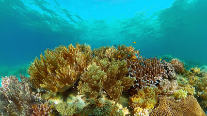 Naklejka na ściany i meble Underwater fish reef marine. Tropical colorful underwater seascape with coral reef. Panglao, Bohol, Philippines.
