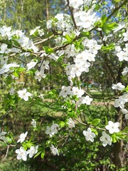 white flowers in the woods