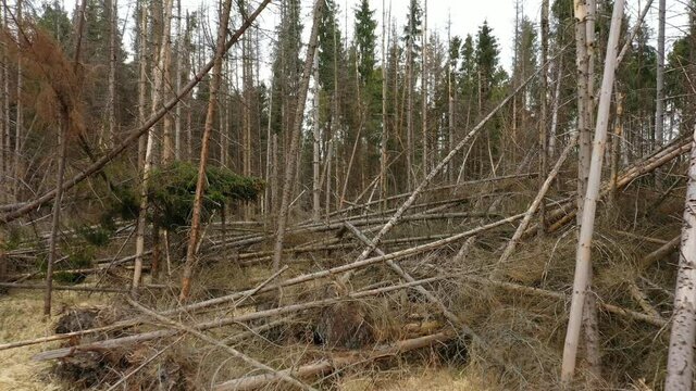 Bark beetle calamity drone pest Ips typographus wood aerial dead spruce tree infested and attacked by the European spruce view flying fly flight show, cutting deforestation caterpillar dead