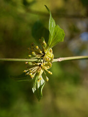 cornus officinalis japonica tree blossoming at spring